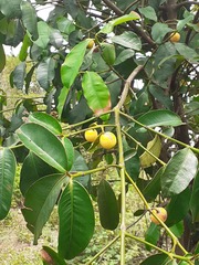 Garcinia guacopary