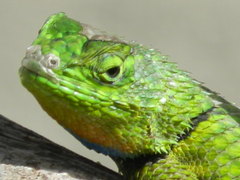 Sceloporus formosus