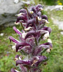Pedicularis clarkei