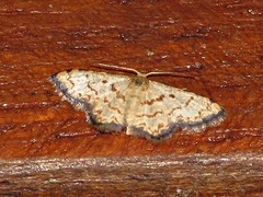 Idaea sublimbaria