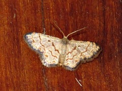 Idaea sublimbaria