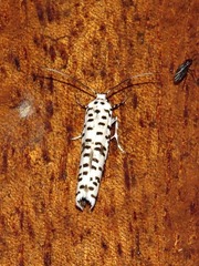 Yponomeuta strigillatus