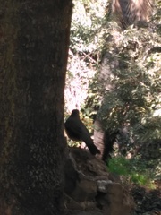 Turdus falcklandii magellanicus