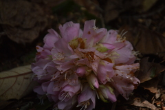 Dombeya × cayeuxii