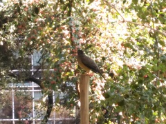 Turdus falcklandii magellanicus