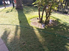 Turdus falcklandii magellanicus