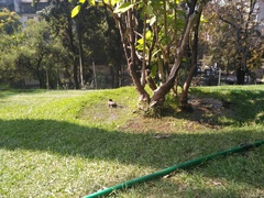 Turdus falcklandii magellanicus