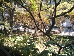 Zonotrichia capensis chilensis