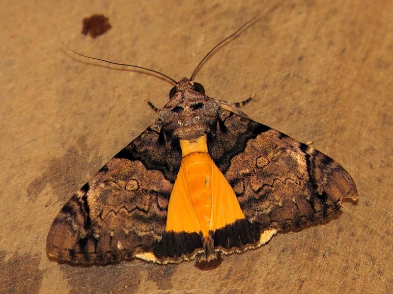 Underwings