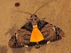 Ulotrichopus variegatus