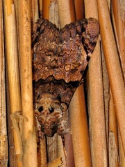 Ulotrichopus variegatus