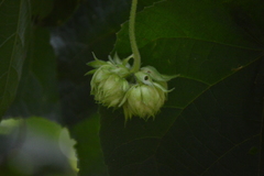 Dombeya × cayeuxii