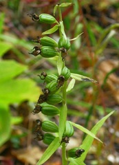Epipactis papillosa