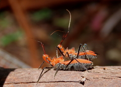 Gminatus wallengreni