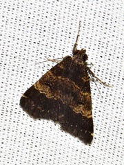 Hydrillodes uliginosalis