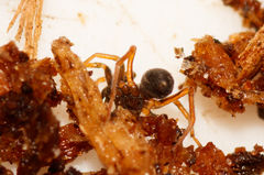 Phrurolithus festivus