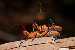 Gminatus wallengreni