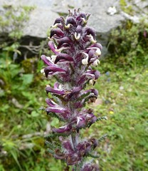 Pedicularis clarkei