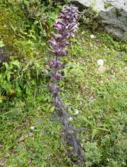 Pedicularis clarkei