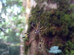 Trichonephila clavipes