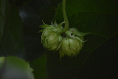 Dombeya × cayeuxii