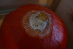 Sclerotinia sclerotiorum