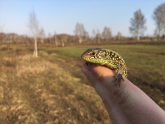 Lacerta agilis