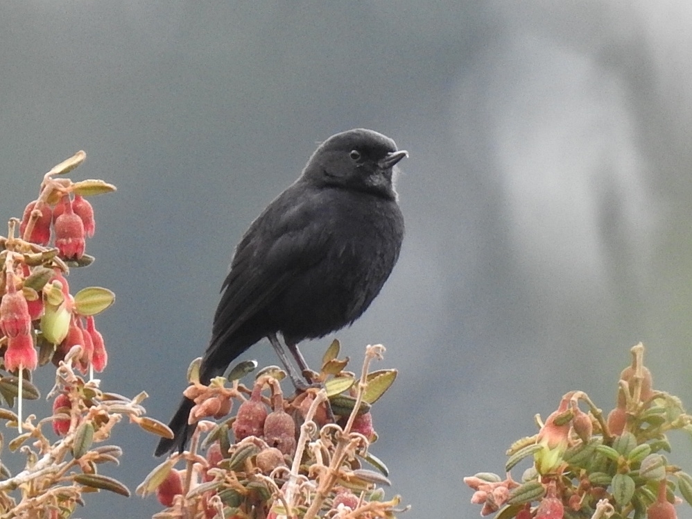 Black Flowerpiercer