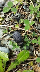 Cychrus tuberculatus