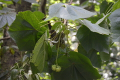 Dombeya × cayeuxii