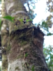 Trichonephila clavipes