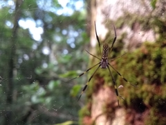 Trichonephila clavipes