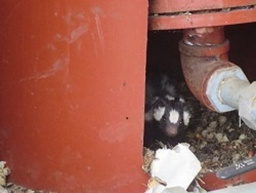 Desert Spotted Skunk