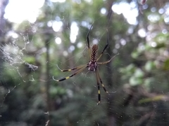 Trichonephila clavipes