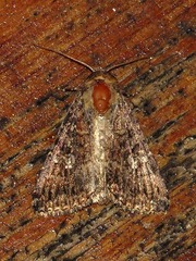 Condica capensis