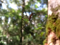 Trichonephila clavipes