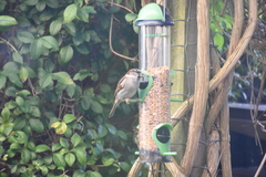 Passer domesticus