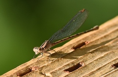 Argia vivida
