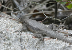 Peters' Lava Lizard photo 4