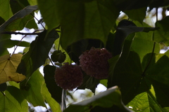 Dombeya × cayeuxii