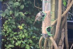 Passer domesticus