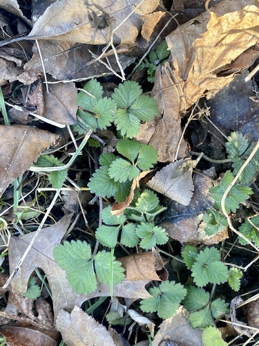 Potentilla indica