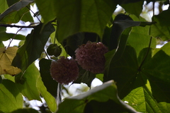 Dombeya × cayeuxii