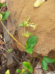 Mesechites trifidus