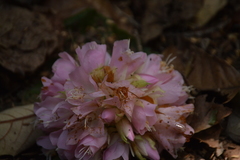Dombeya × cayeuxii