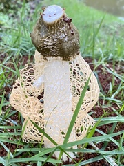 Phallus haitangensis