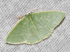 Chlorissa attenuata
