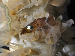 Idiosepius pygmaeus image