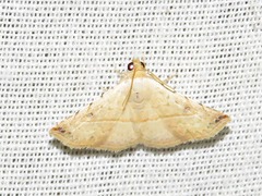 Eublemma gayneri