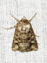 Tycomarptes inferior